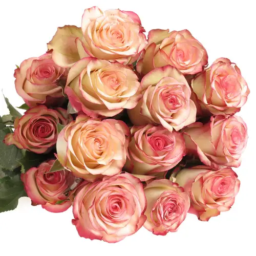 Rose rot/creme Paloma (Ec) 50cm