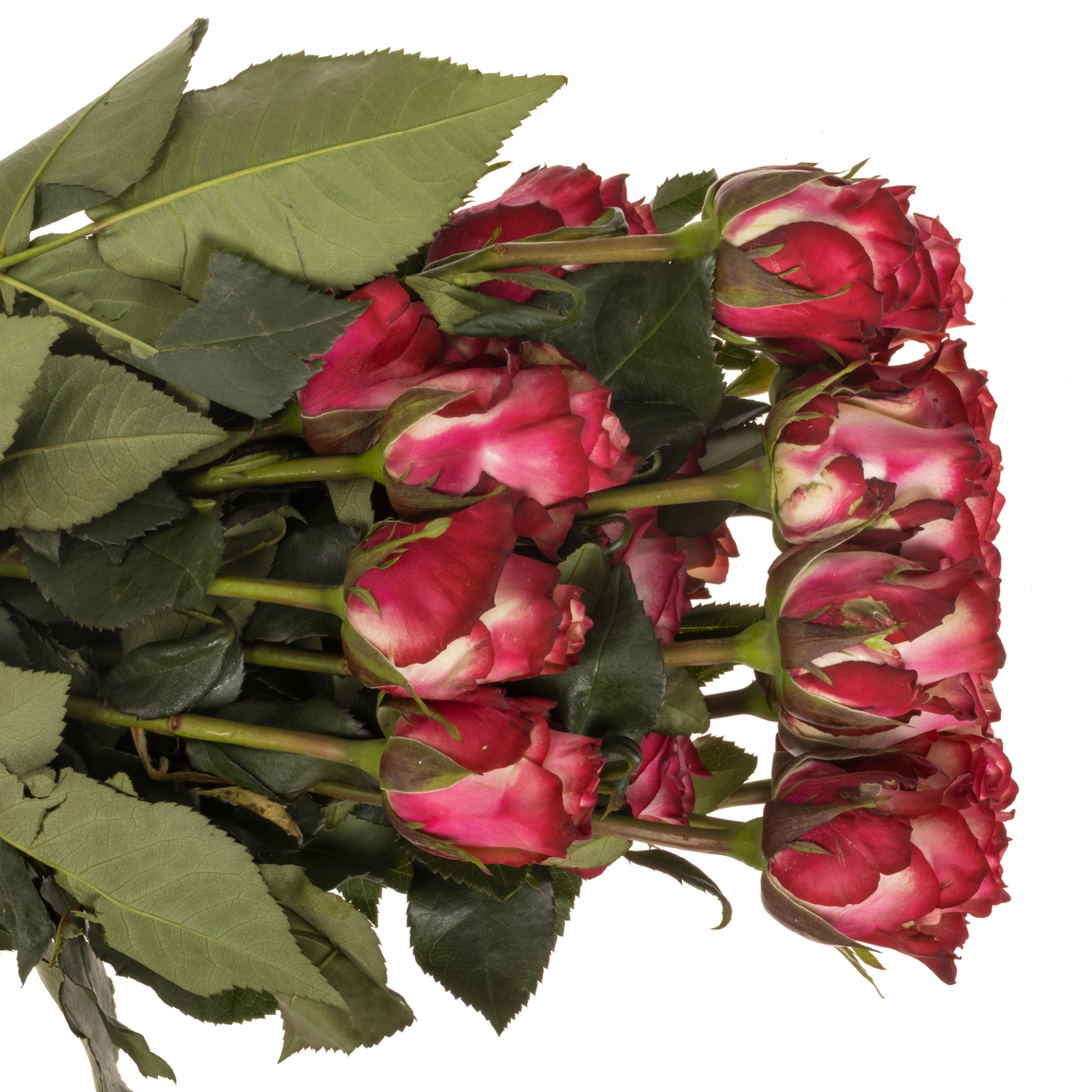 Rose rot/creme Paloma (Ec) 50cm