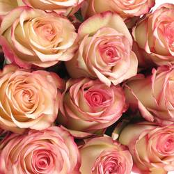 Rose rot/creme Paloma (Ec) 50cm