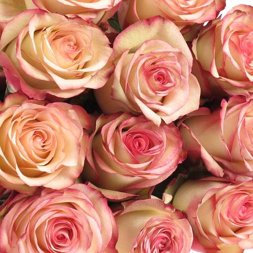 Rose rot/creme Paloma (Ec) 50cm