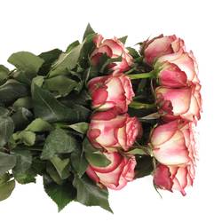 Rose rot/creme Paloma (Ec) 50cm