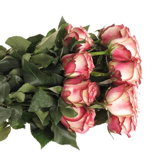 Rose rot/creme Paloma (Ec) 50cm