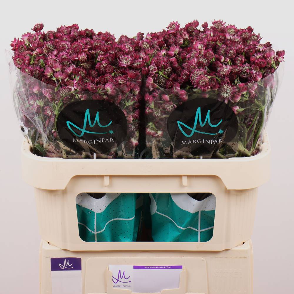 Astrantia fuchsia Star Of Desire 70cm