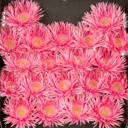 Germini rosa Spin Firefly 