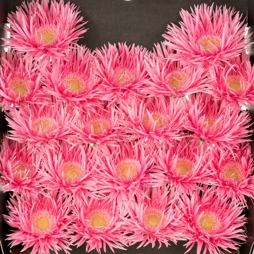 Germini rosa Spin Firefly 