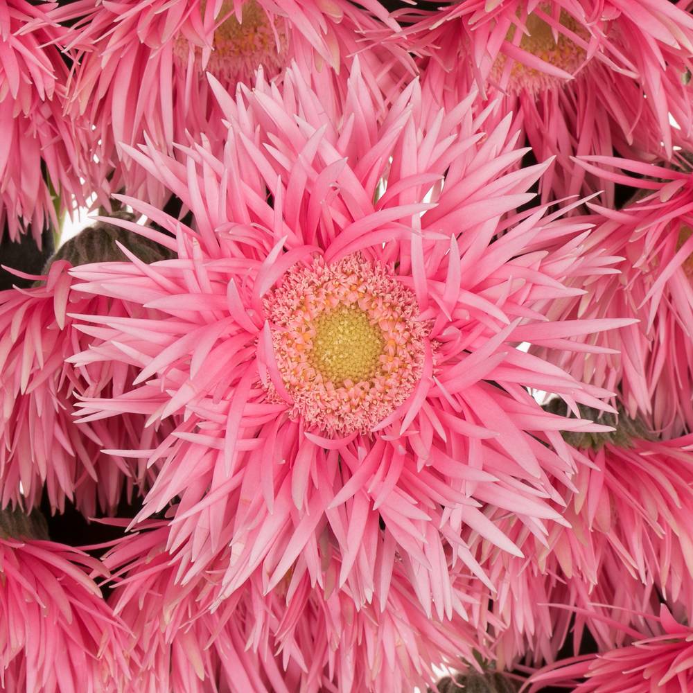 Germini rosa Spin Firefly 