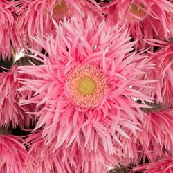 Germini rosa Spin Firefly 