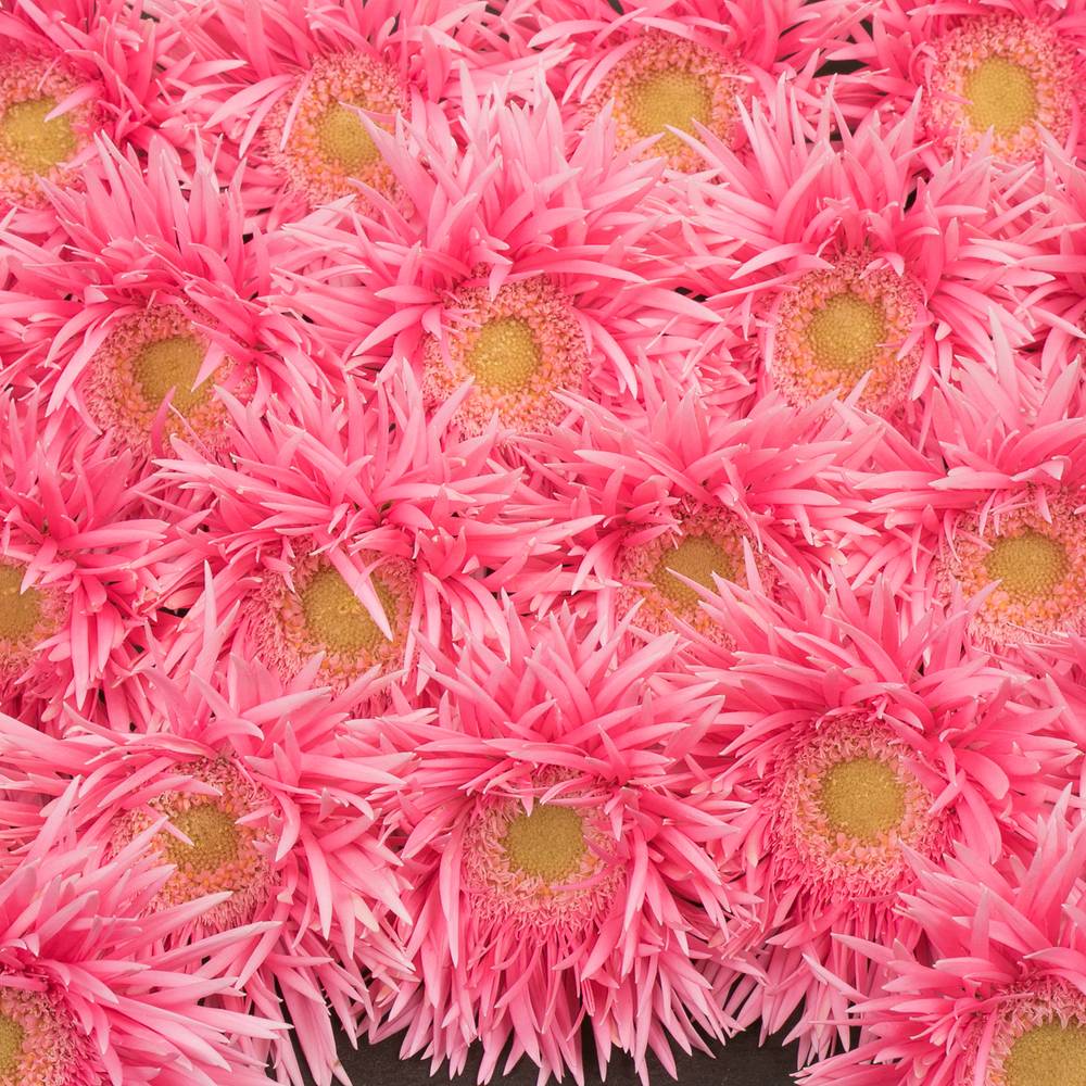 Germini rosa Spin Firefly 
