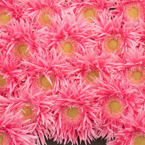 Germini rosa Spin Firefly 