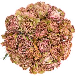 Nelke grün Hortensia gefärbt 70cm