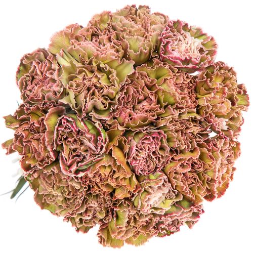 Nelke grün Hortensia gefärbt 70cm