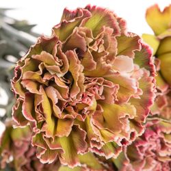 Nelke grün Hortensia gefärbt 70cm