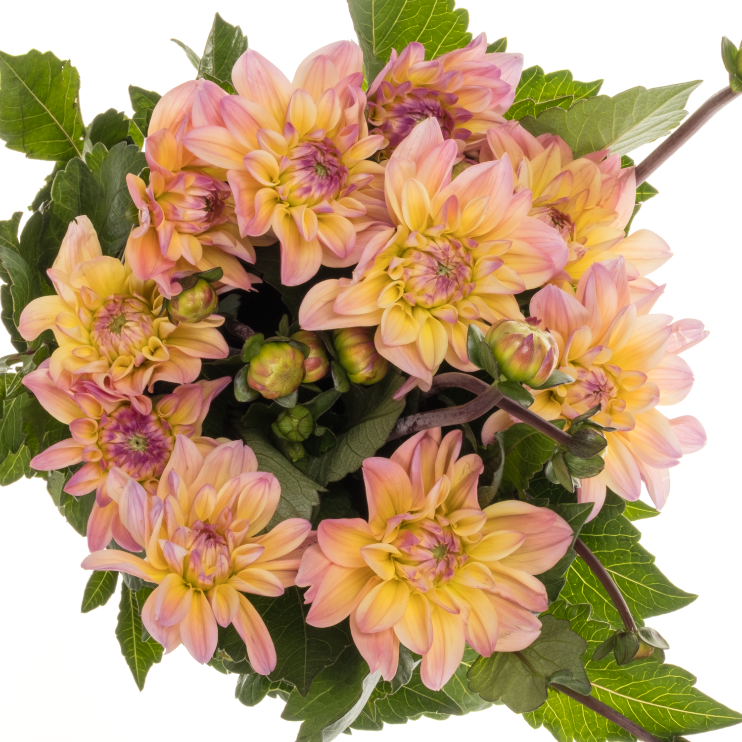 Dahlia rosa/apricot Mondriaan 45cm