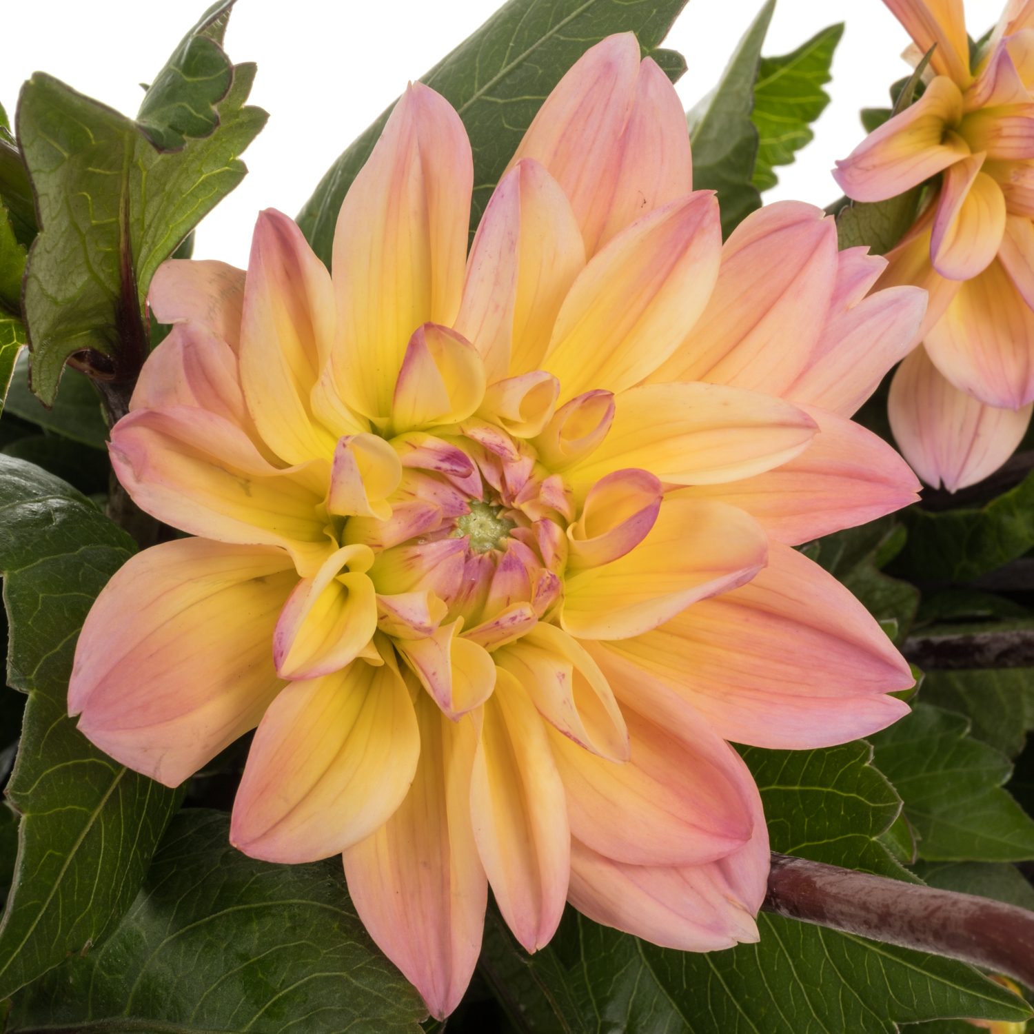 Dahlia rosa/apricot Mondriaan 45cm