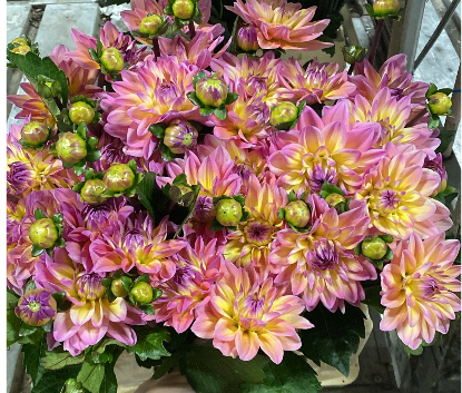 Dahlia rosa/apricot Mondriaan 45cm