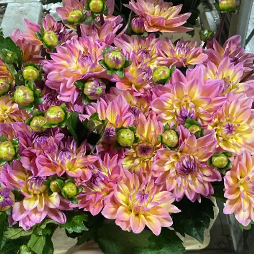 Dahlia rosa/apricot Mondriaan 45cm