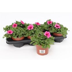 Petunia Surfinia rosa T13 H015