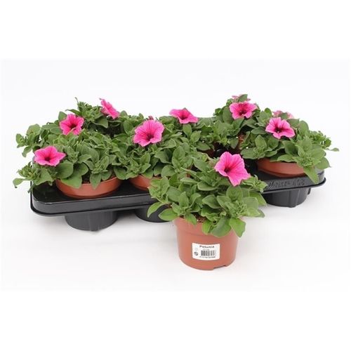 Petunia Surfinia rosa T13 H015