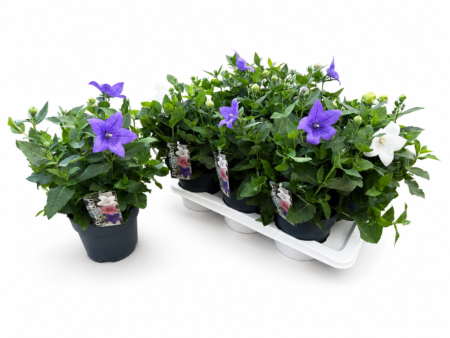 Platycodon weiss/violett T17 H035
