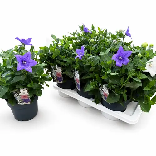 Platycodon weiss/violett T17 H035