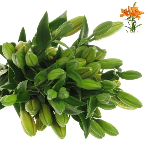 Lilie asiatisch orange Palce 4+Blüte 80cm