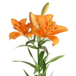 Lilie asiatisch orange Palce 4+Blüte 80cm