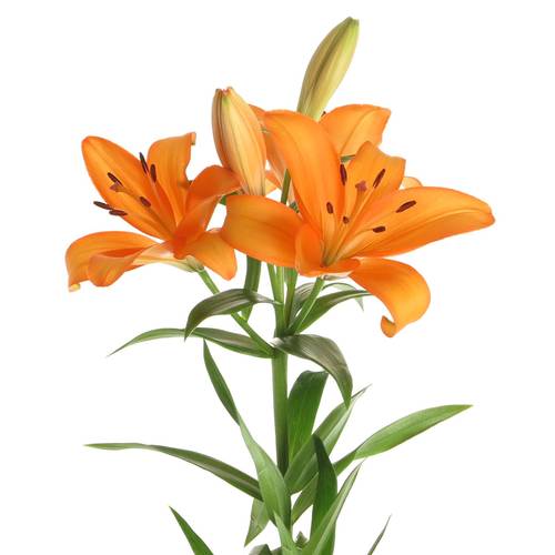 Lilie asiatisch orange Palce 4+Blüte 80cm