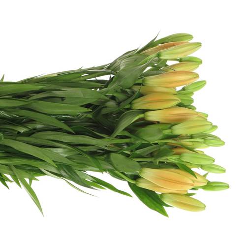 Lilie asiatisch orange Palce 4+Blüte 80cm