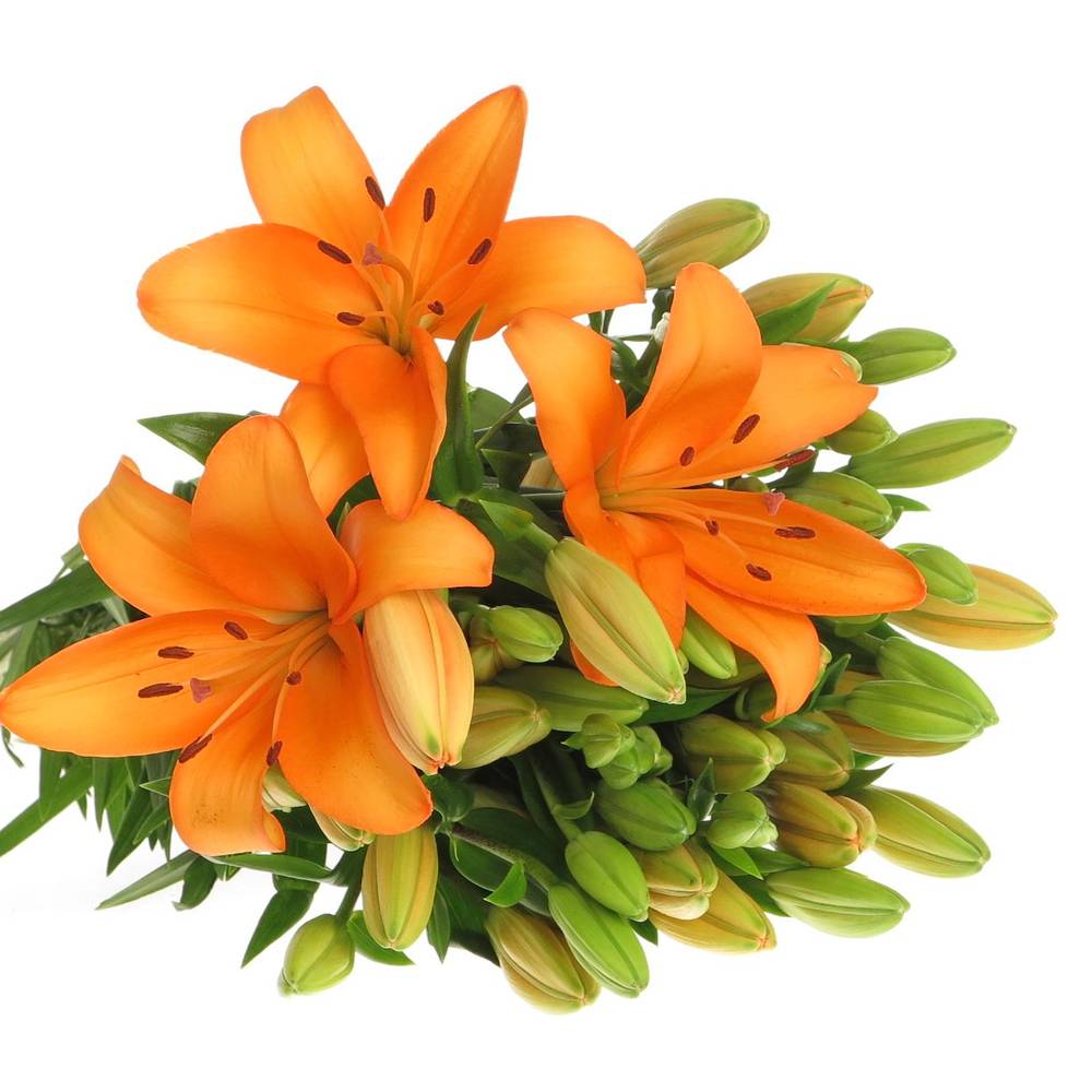 Lilie asiatisch orange Palce 4+Blüte 80cm
