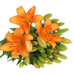 Lilie asiatisch orange Palce 4+Blüte 80cm