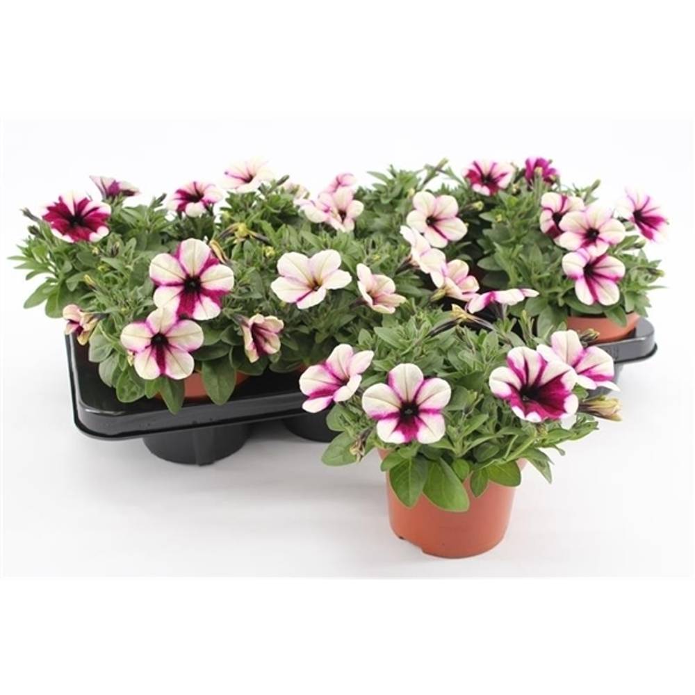 Petunia Purple- T13 H20 Touch