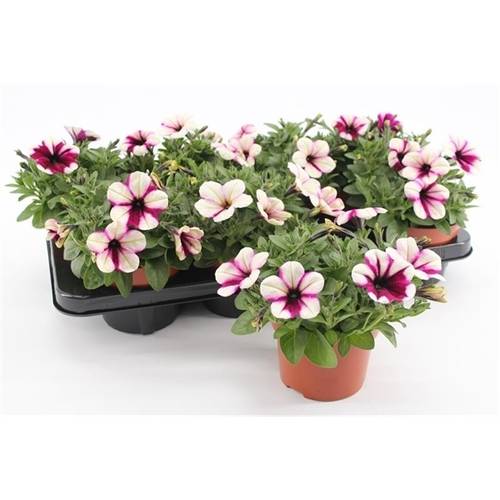 Petunia Purple- T13 H20 Touch
