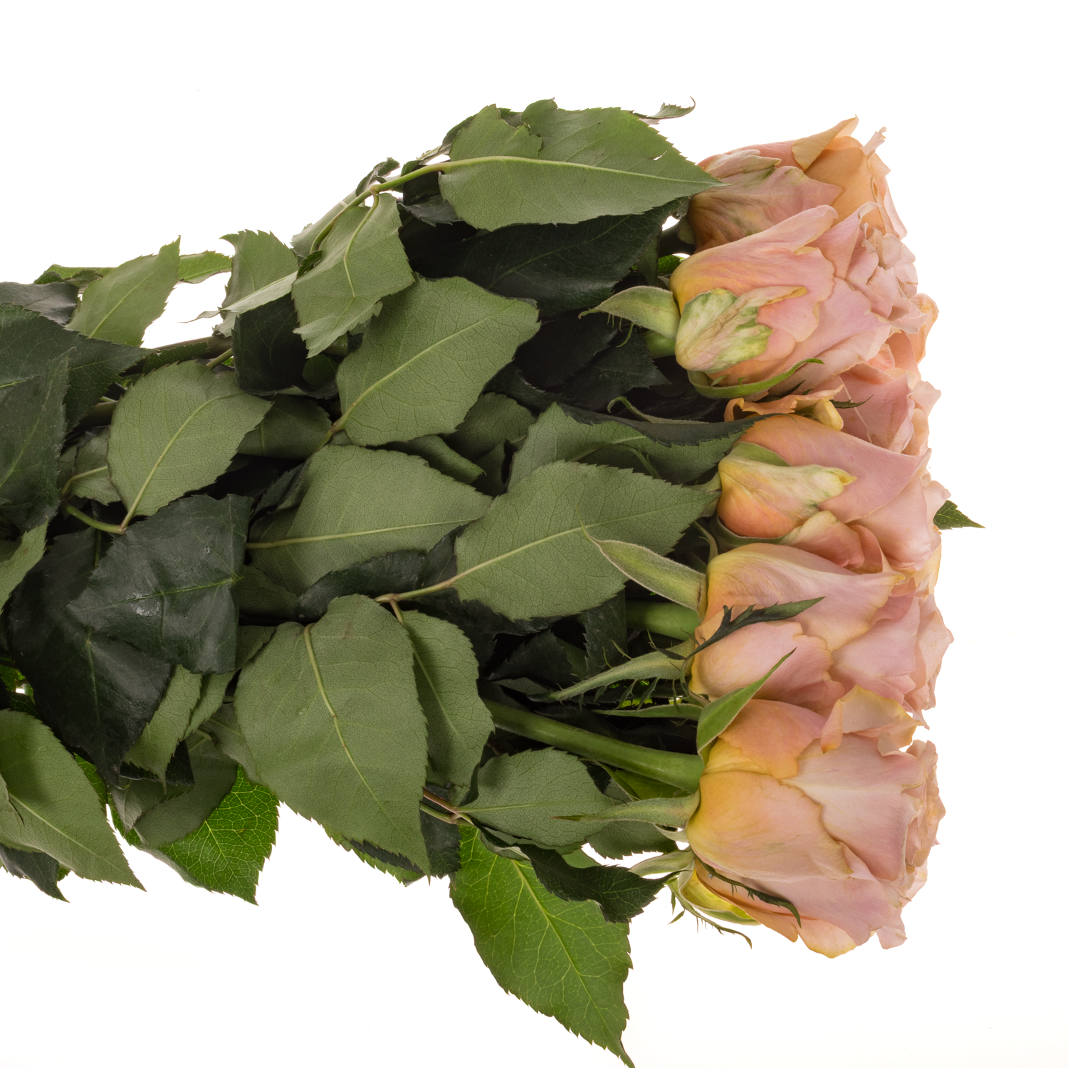 Rose apricot Cortado 60cm