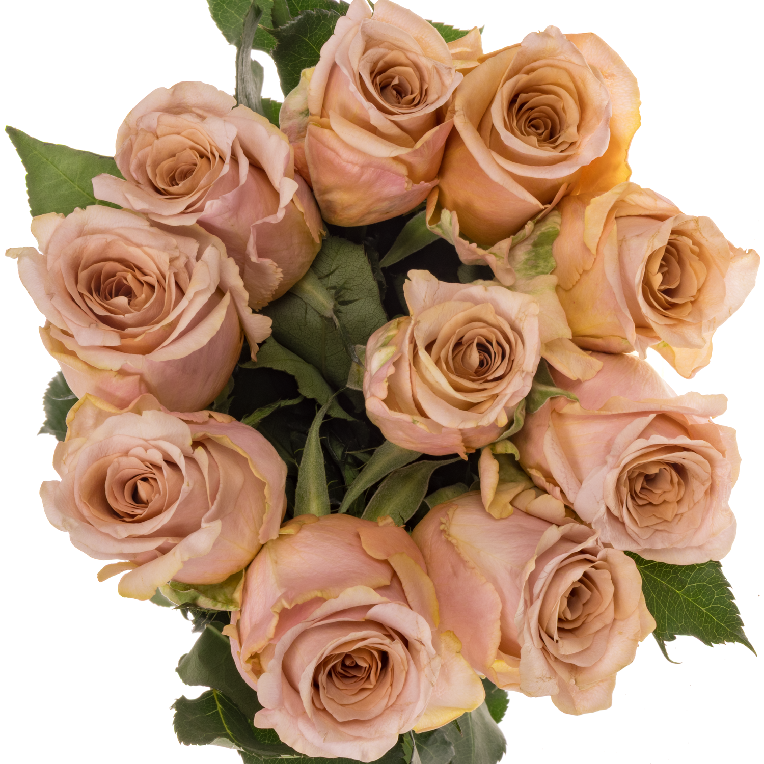 Rose apricot Cortado 60cm