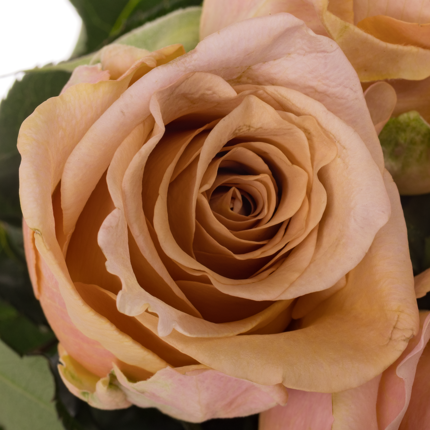 Rose apricot Cortado 60cm