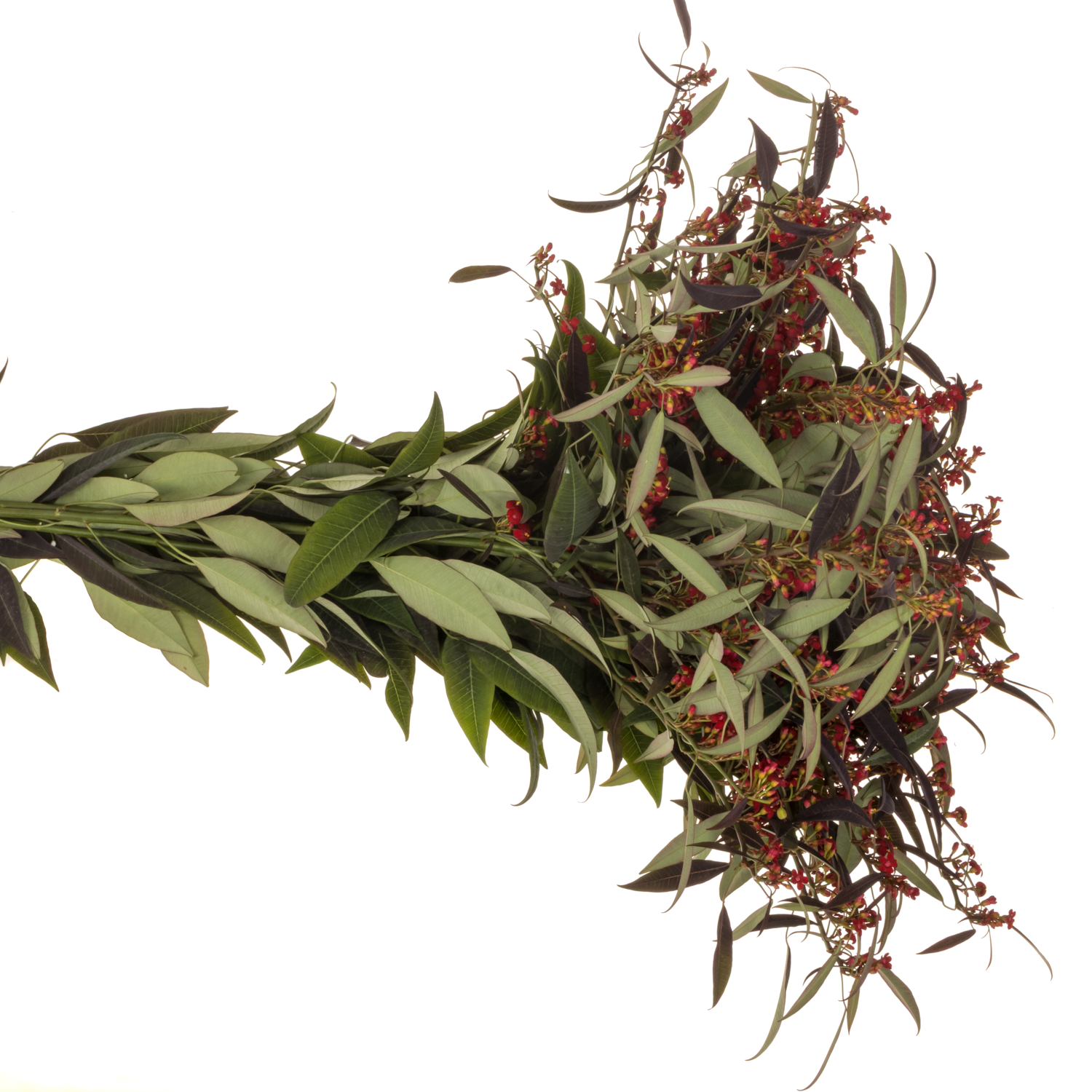 Euphorbia rot Samtrot Kamm Blüte15cm  80cm