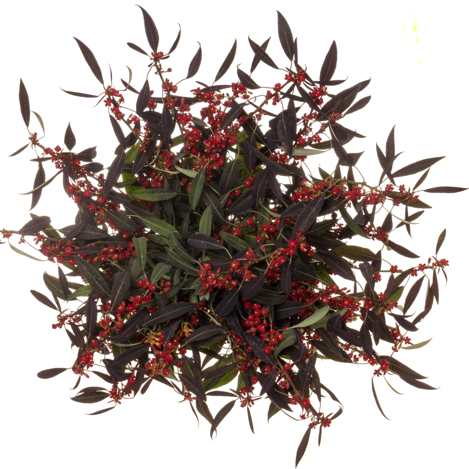 Euphorbia rot Samtrot Kamm Blüte15cm  80cm