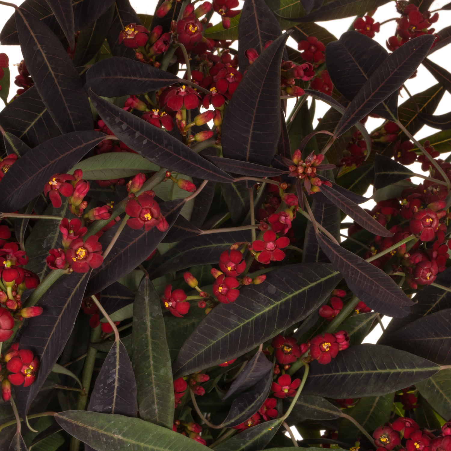 Euphorbia rot Samtrot Kamm Blüte15cm  80cm