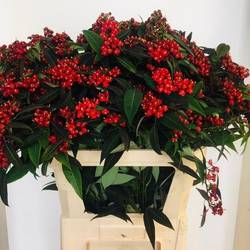 Euphorbia rot Samtrot Kamm Blüte15cm  80cm