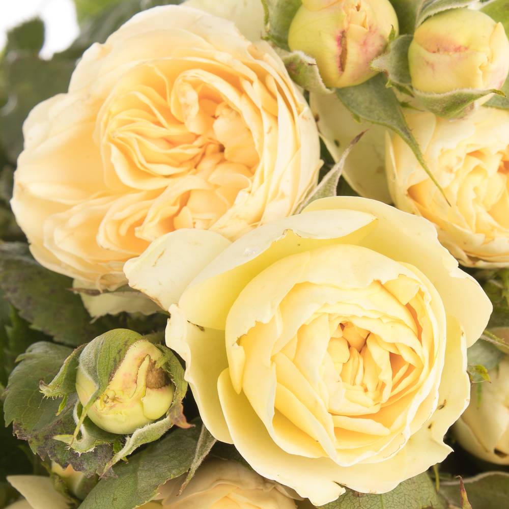 Rose hell gelb Freiland Champange Rokoko 4+ Blüte 40cm
