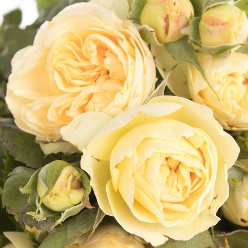 Rose hell gelb Freiland Champange Rokoko 4+ Blüte 40cm