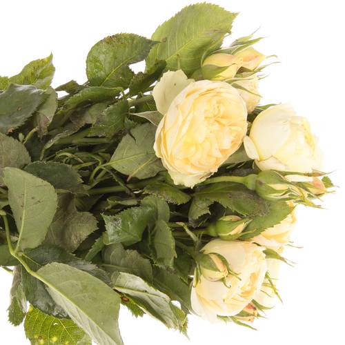 Rose hell gelb Freiland Champange Rokoko 4+ Blüte 40cm