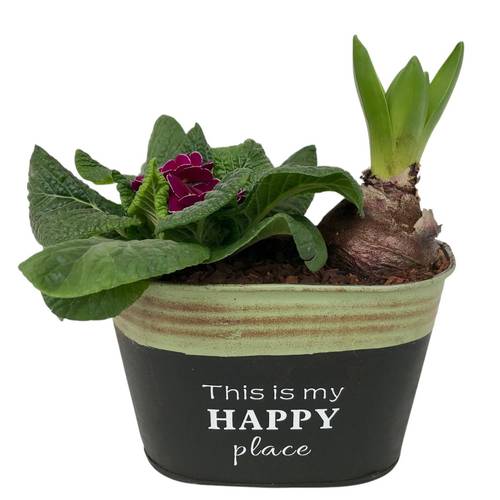 Garten.Arr im Zink 640 T16 H017