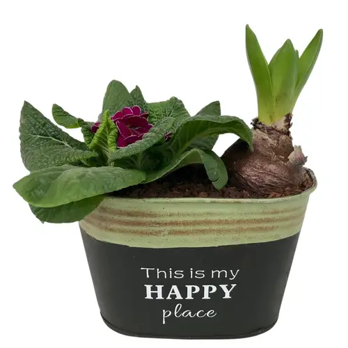 Garten.Arr im Zink 640 T16 H017