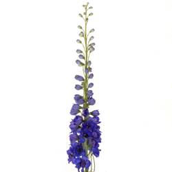 Delphinium blau H glorie 80cm