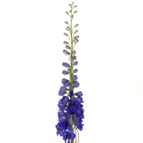 Delphinium blau H glorie 80cm