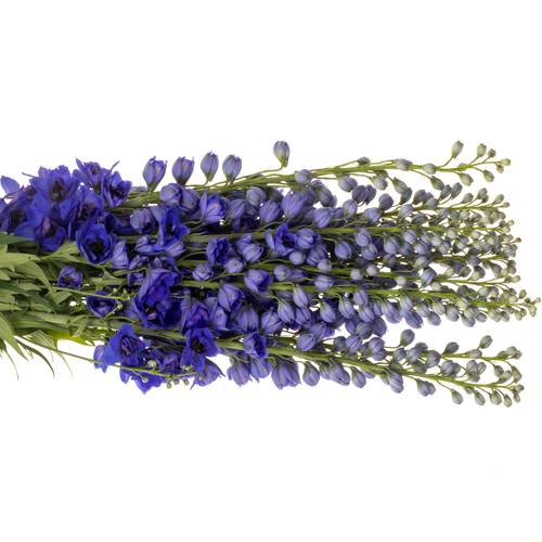 Delphinium blau H glorie 80cm