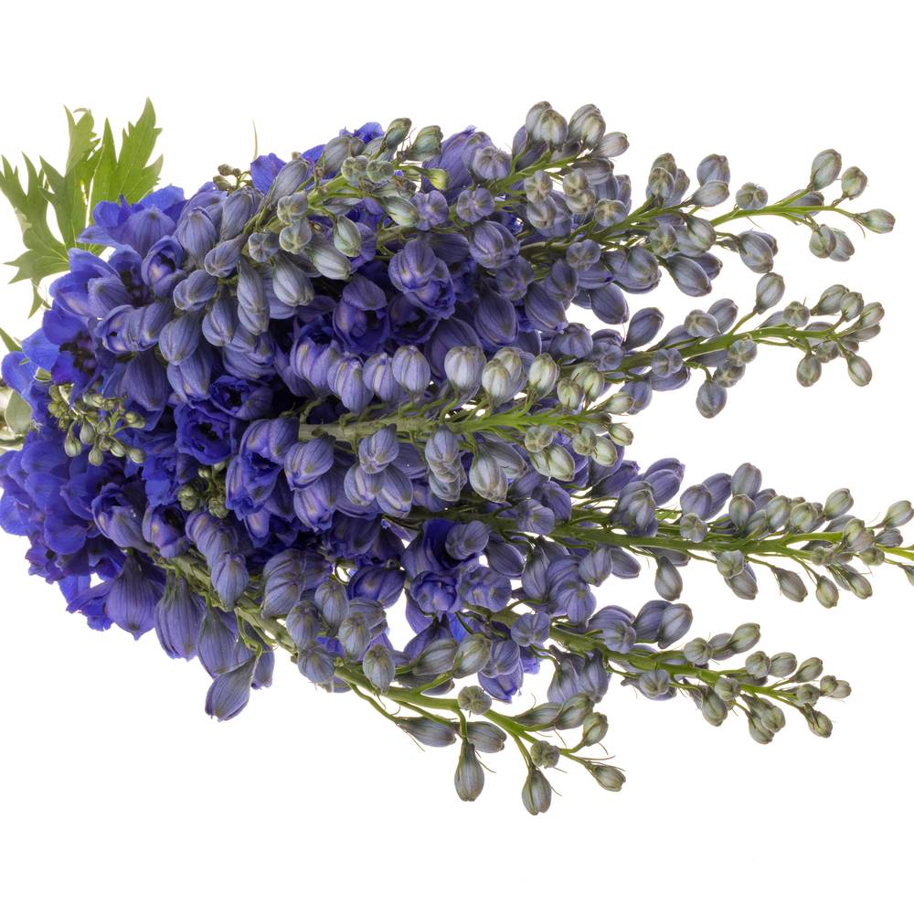 Delphinium blau H glorie 80cm