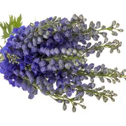Delphinium blau H glorie 80cm