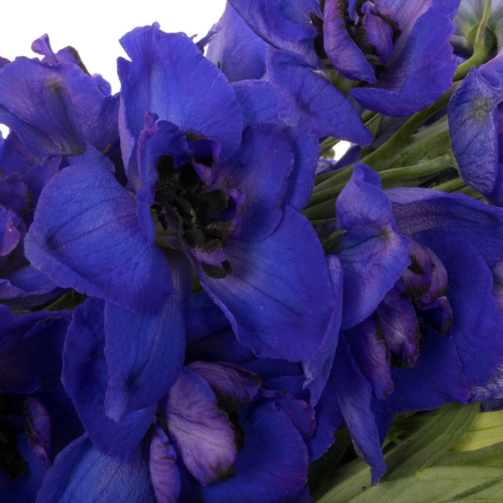 Delphinium blau H glorie 80cm